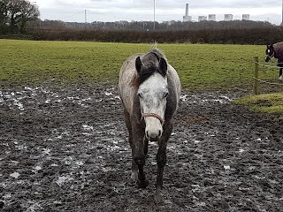 Clock Face Boarding Kennels & Cattery Ltd