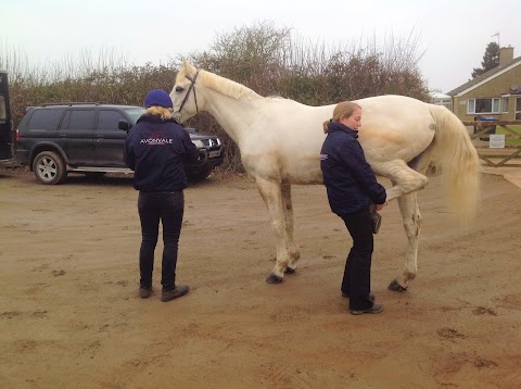 Avonvale Equine Veterinary Practice