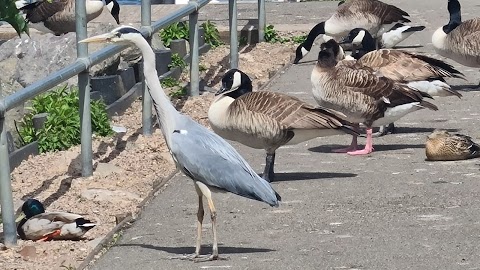 Watermead Country Park