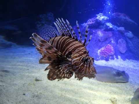 National SEA LIFE Centre Birmingham