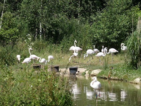 Pensthorpe