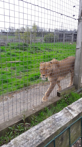 Noah's Ark Zoo Farm