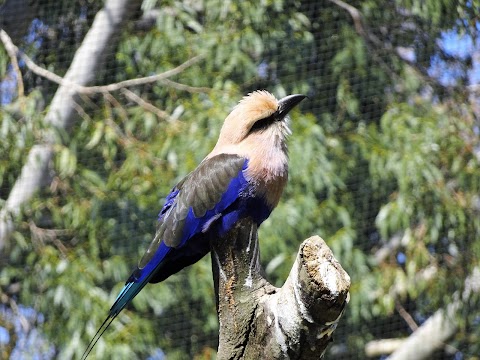 Bird Safari