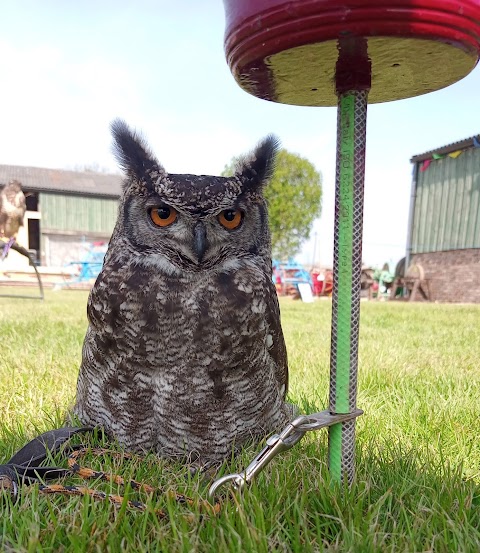 Joe's Owl Encounters & Exotic Mobile Zoo - North Yorkshire