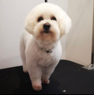 BOW WOW London Dog Grooming