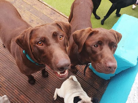 Doggos Doggy Day Care