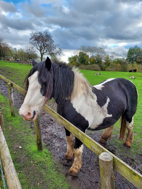 Lancaster Park & Animal Farm