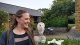 Bird on the Hand Falconry Experiences