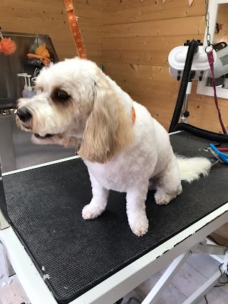 Soapy Tails | Cardiff Dog Groomer