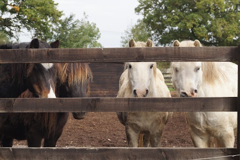 Redwings Horse Sanctuary