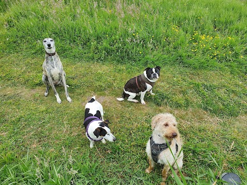 Wirral coastal dog walking service