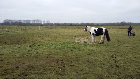 Waveney Wildlife