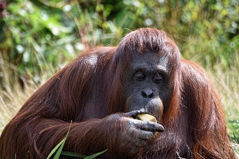 Dublin Zoo