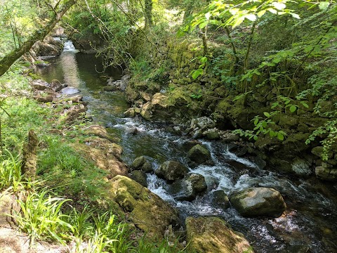 Longtimber Woods