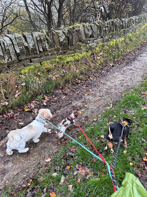 Fluffy go walkies