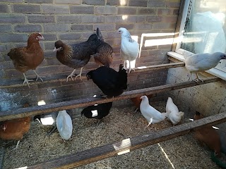 Charlotte's Chickens