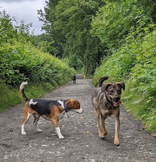 Two Tails Dog Walking