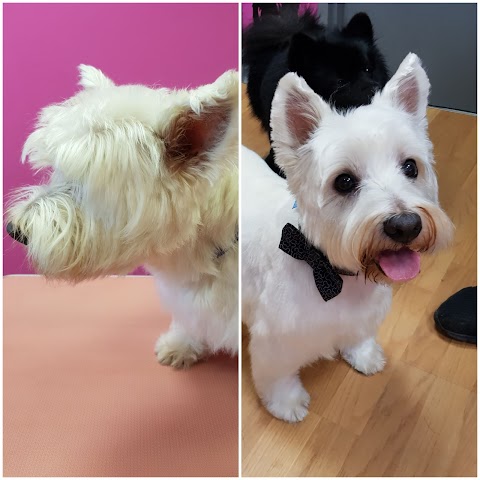 Spitz 'n' Pawlush Cat & Dog Grooming Spa