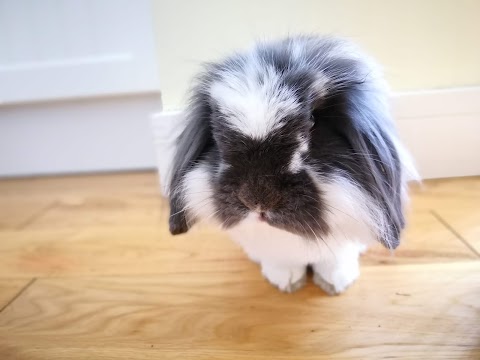 Wirral Small Pets Hotel-Rabbits, Guinea Pigs, Hamsters and other small pets boarding