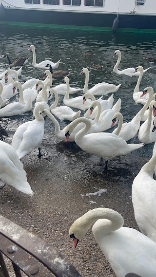 Swan & Duck Feeding Area