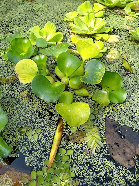 University of Bristol Botanic Garden