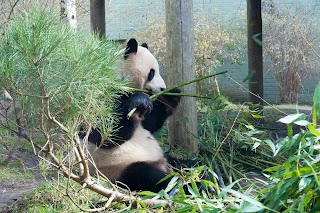 Edinburgh Zoo