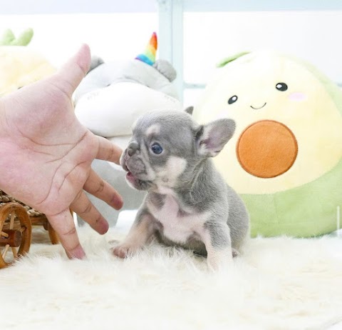 UK Teacup puppy shop