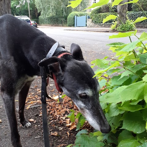 Four Legged Friends Sheffield