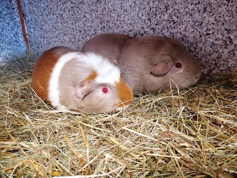 Maple Pigs Guinea Pig Boarding in Didcot