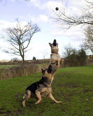 Audley Lodge Luxury Boarding Kennels / Pet Hotel