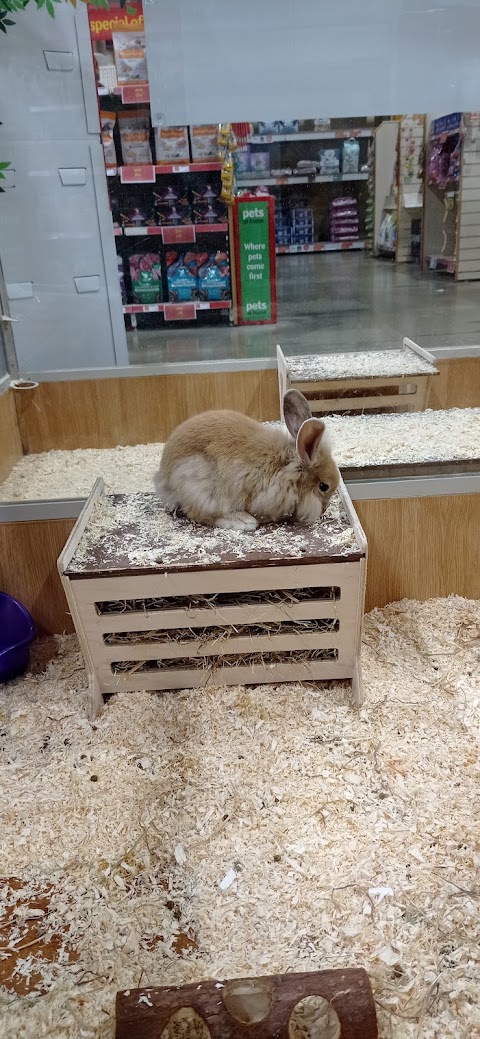 Pets at Home Slough