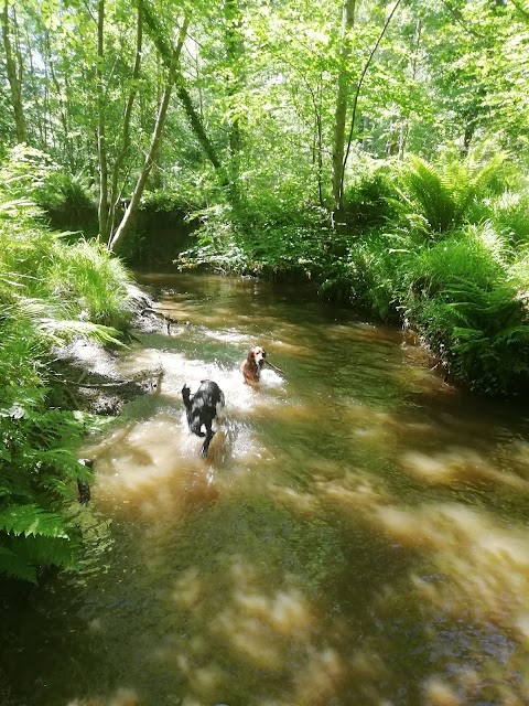 New Forest Spaniel Adventures