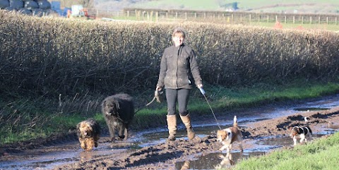 4 Paws Dog Walking