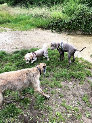 Heath Pups dog training and behaviour