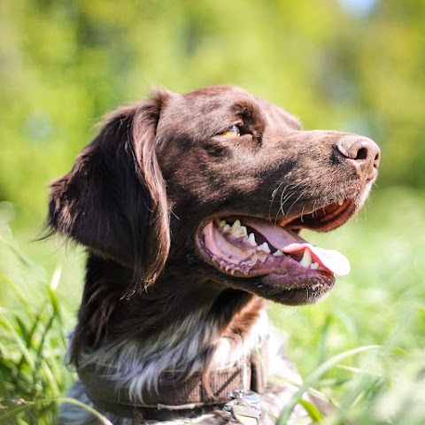 Amy Lara Veterinary Clinic