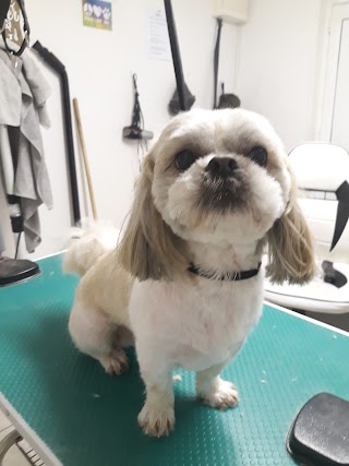 PET REQUEST DOG GROOMING