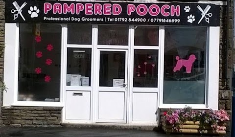 Pampered pooch