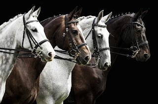 Equine Veterinary Wellness Clinic