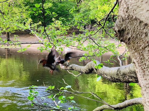 Queensmere Pond, Wimbledon Common