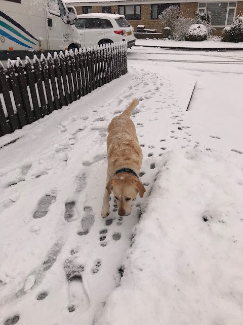 Pounding Paws