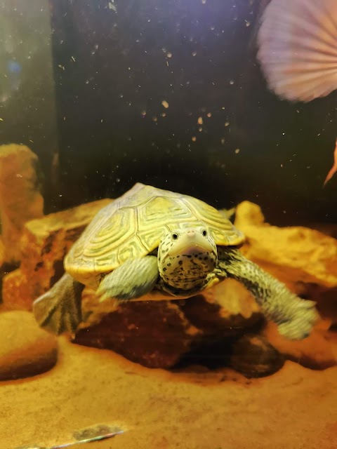 Shell-Tur Turtle & Reptile Rescue