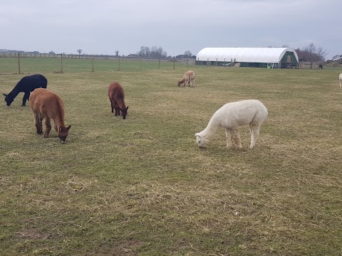 Stubbs Farm Alpacas