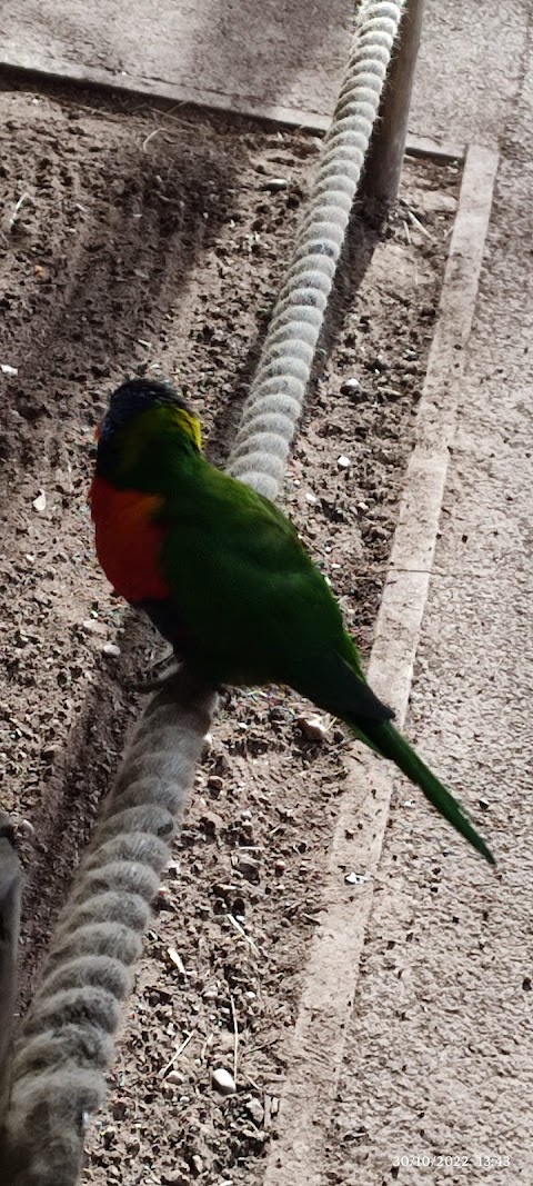 Lorikeet Landing - Twycross Zoo