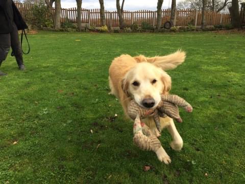 Birchwood boarding kennels and cattery