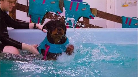 Aqua Dog Hydrotherapy