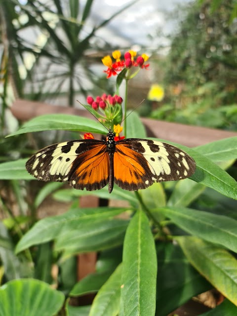 Butterfly World IOW