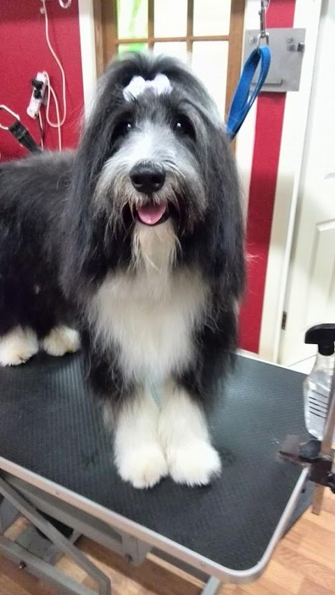 Top to Tail Dog Grooming