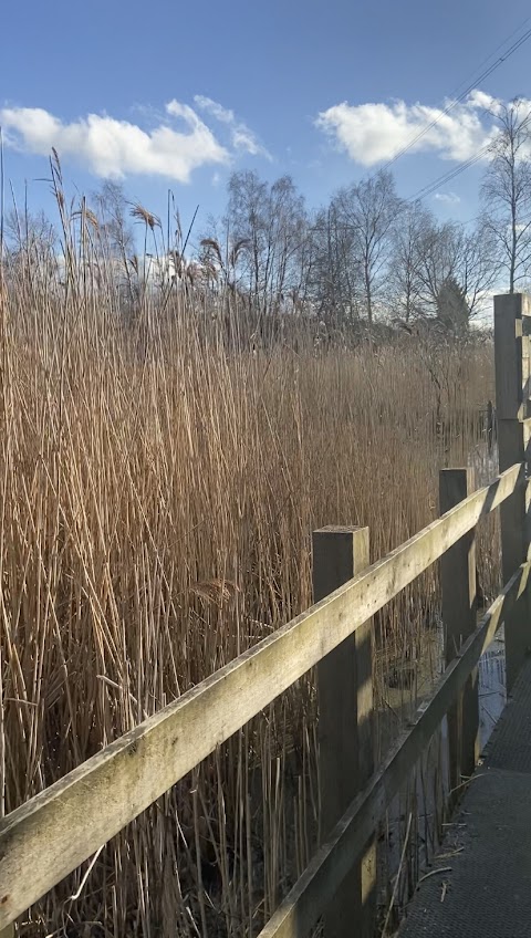 Jacksons Brickworks Local Nature Reserve