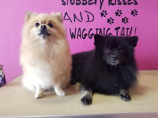 Spitz 'n' Pawlush Cat & Dog Grooming Spa