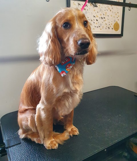 Pampered Paws Dog Grooming